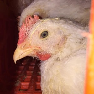Toronto Chicken Save Chicken in Slaughterhouse Truck