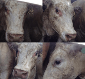 Toronto Cow Save cow in slaughterhouse truck