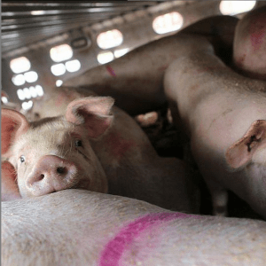 Toronto Pig Save Pig in slaughterhouse truck