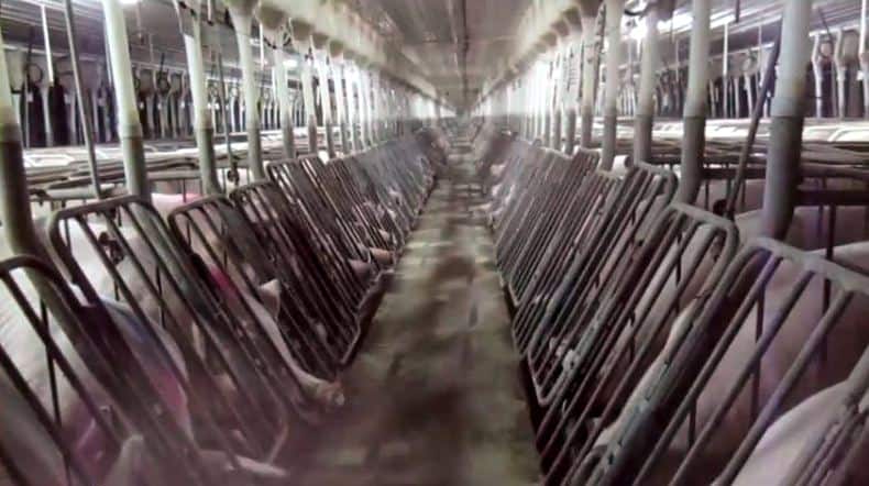 Gestation crates at the Murphy-Brown/Smithfield facility