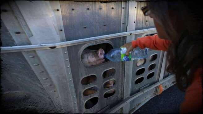 Anita Krajnc, co-founder of Toronto Pig Save, is shown giving water out of a bottle to a thirsty pig through an opening in the cattle trucks side.