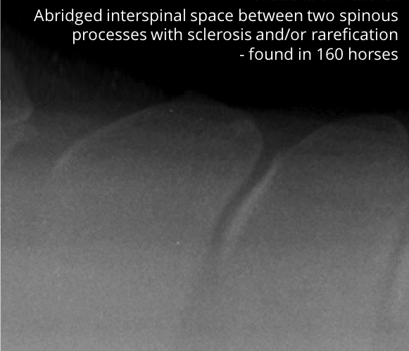 An x-ray of a horse's spine showing abridged interspinal space, found in 160 horses in the Harm of Riding Study by Maksida Vogt.