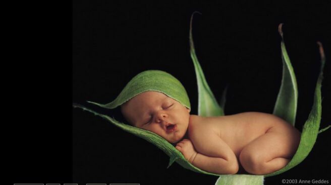 A baby is sleeping peacefully, nestled at the heart of a large green leafed plant. One of the leaves gently wraps the back of the baby’s head. In the lower corner is small letter is written copyright 2003 Anne Geddes