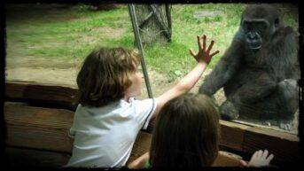 Two small children are shown next to a glass screen. One child has their hand upon the glass. The view the other side is of a zoo compound. Opposite to the children, the other side of the glass, a small gorilla crouches down.