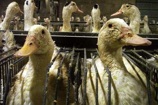 Banks of barren foie gras cages are shown.  The heads of the ducks protruding from the top opening.