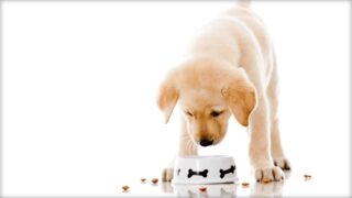 Can Pets Be Vegan? What’s Really in Pet Food?