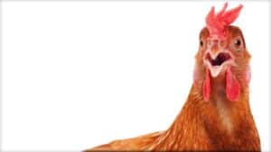 A close up of a hen is shown from the base of the neck up. The mouth is slightly open; the hen’s expression, if it were on a human, would said to be one of surprize.
