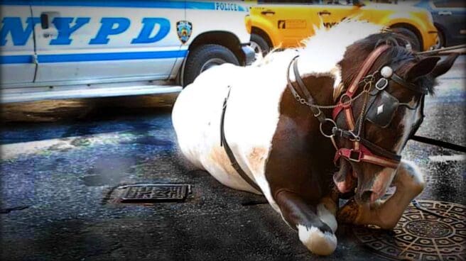 A carriage horse collapsed on the pavement in New York City, with an NYPD police car in the background.