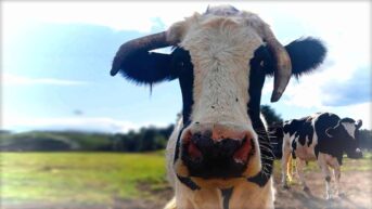 Cow Escapes Slaughterhouse & Finds Sanctuary At SASHA Farm