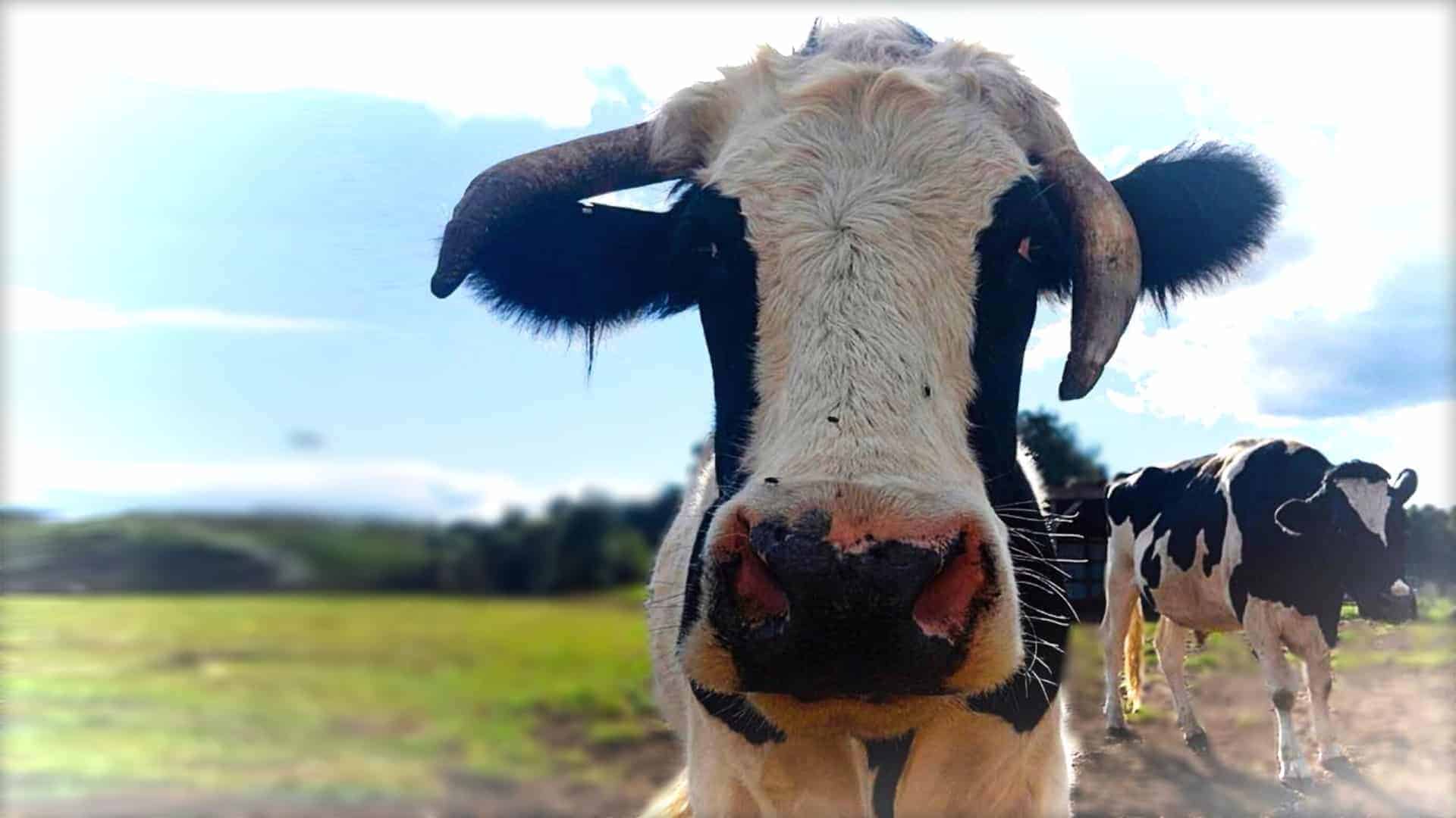 The image shows a close-up of Fargo, a beautiful cow that is now happily living at the Sasha Farm Animal Sanctuary.