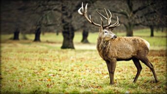 A stunningly beautiful deer stag is shown in an autumn setting with trees in the background.