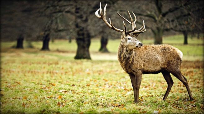 A stunningly beautiful deer stag is shown in an autumn setting with trees in the background.