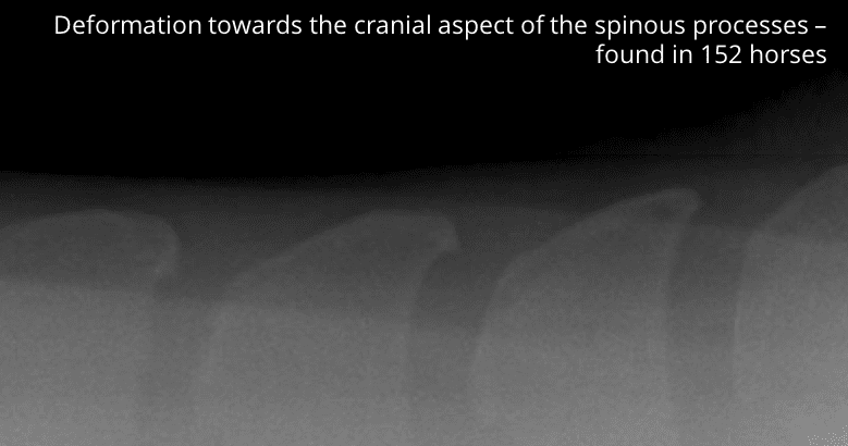 An xray of a horse's spine showing deformation towards the cranial aspect of the spinous processes, found in 51.5% of horses in the Harm of Riding Study by Maksida Vogt.
