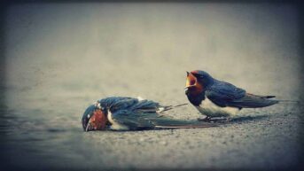 Two small birds are shown on the ground. One is dead. The other is standing over the body, its mouth open as if wailing in grief.