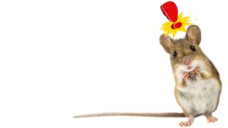 A nervous looking field mouse, standing upon his hind legs is seen. An exclamation mark in red is above his head to indicate his alarm.