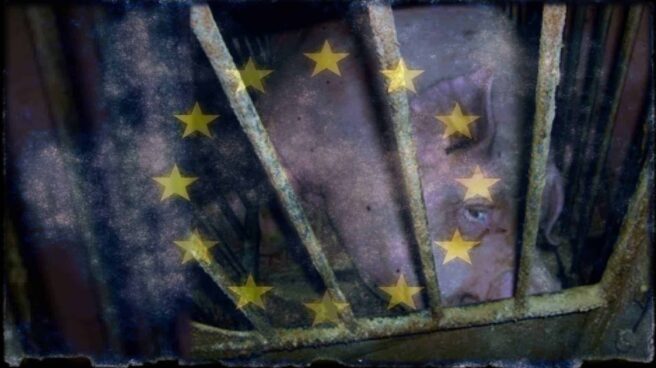 A pig looks forlornly towards the camera. It is on its side, held in a tiny metal cage. Overlaying the image is the flag of the European Union.