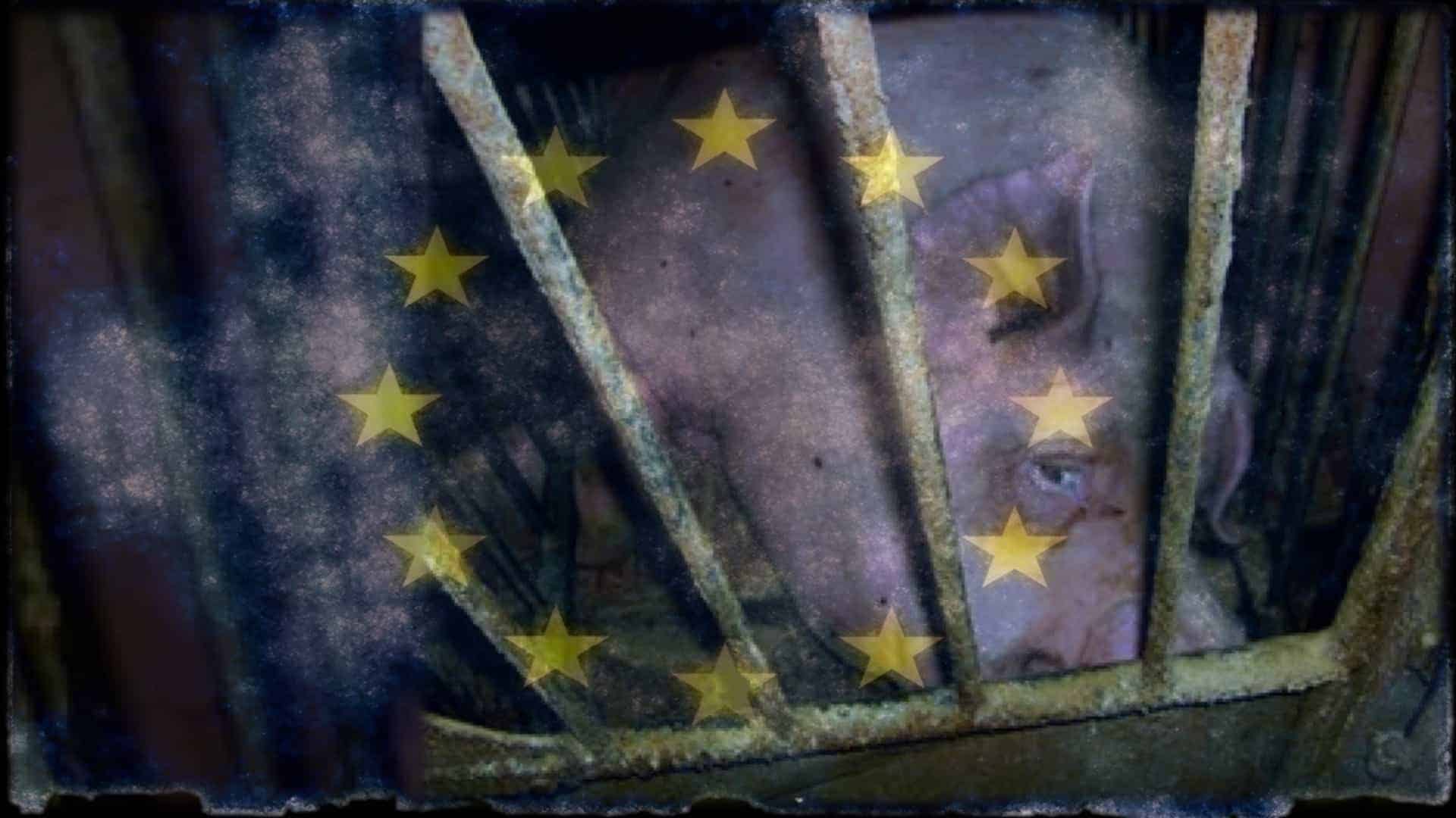 A pig looks forlornly towards the camera. It is on its side, held in a tiny metal cage. Overlaying the image is the flag of the European Union.