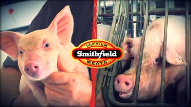 The image is split in two. On the left is a close up of a piglet being held in a person’s arms. On the right is a close up of a pig in a tiny metal crate. The animal is fully immobilized by the crate. Spanning across the center of the tow images is the “Smithfield Premium Meats” logo.
