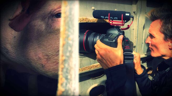 The image is in two parts. On the left is a partial close up of a pig. It is facing towards the right. Most of its face is obscured by the right-hand image. Writer and director Shaun Monson is shown on the right, facing towards the pig. He is holding a large camera. The bars of an animal transport truck separate him from the animal.