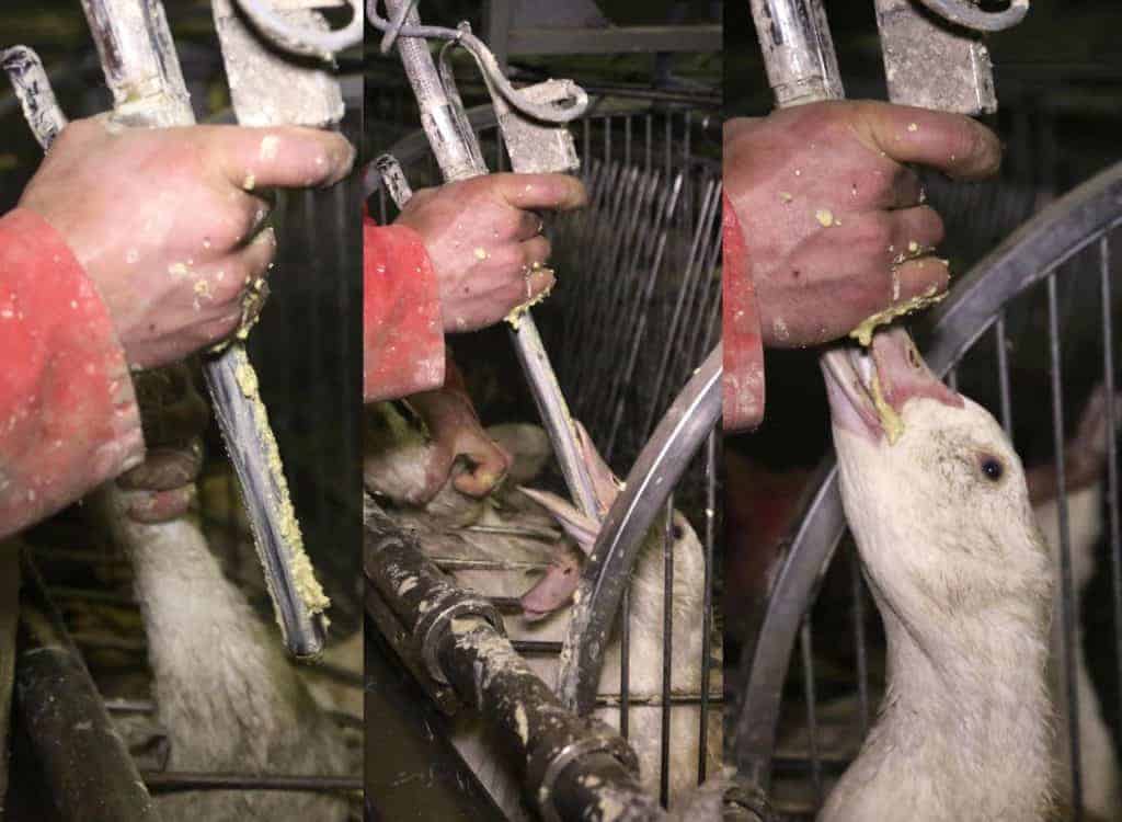 A Foie gras duch with its head forces back is shown in three images.  The images are sequential and show the gavage tube being rammed down the ducks throat and into its stomach. 