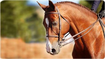 Horse Riding Cruelty: Effects of the Bit
