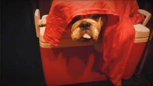 The image shows a close-up of Ooby, Emily Moran Barwick of Bite Size Vegan beloved bulldog. Ooby is barely visible. His snout is just poking out from under a blanket. He appears to be lying across a cool box.
