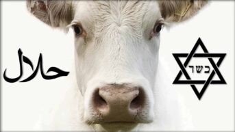 The face of a beautiful white cow framed by the word halal in Arabic script on the left, and a symbol for kosher on the right, representative of halal and kosher dietary laws.