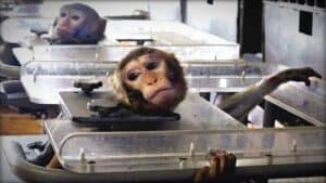 The image shows two small monkeys trapped in Perspex boxes. Their heads are poking through the top and a clamp is pressing against their necks to prevent them from moving their head.