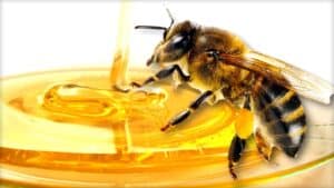 The image shows a close up of a honeybee as if in the process of eating honey.