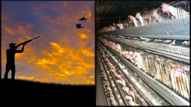 On the left a person is shown in silhouette as they shoot at birds flying over head with a shotgun. On the right is an image of row after row after row of battery chickens in tiny cages.