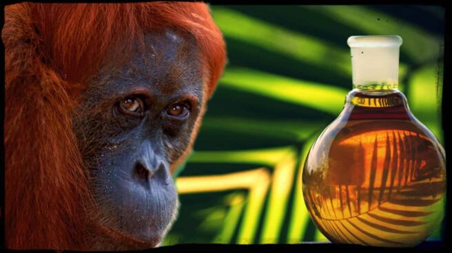 A close of the face of a beautiful orangutan is shown next to a glass bottle of palm oil.