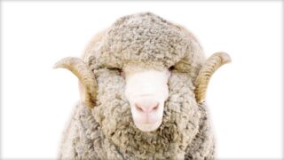 Is Wool Vegan?  Is it Humane?
