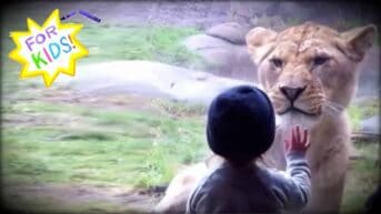A small child is seen with their hand up against the glass that separates them from the lioness. The lioness is only inches away and looking directly at the child. In the top left corner is a hand drawn yellow and white star, rendered in crayon, with the words “For Kids!” in various colors written in the center.