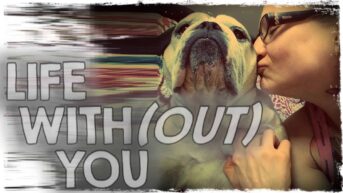 Life With(out) You | The Story of Ooby The Bulldog