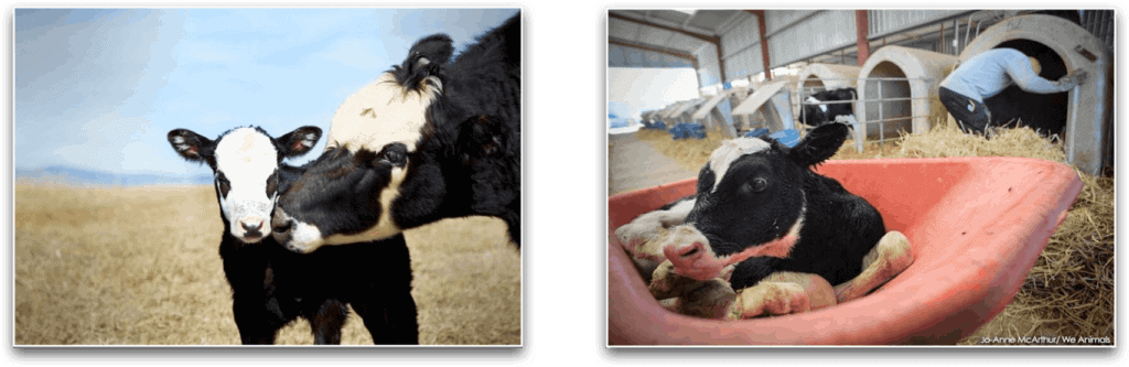 Mother Cow And Her Baby vs Baby Calf Taken for Veal in Dairy Industry