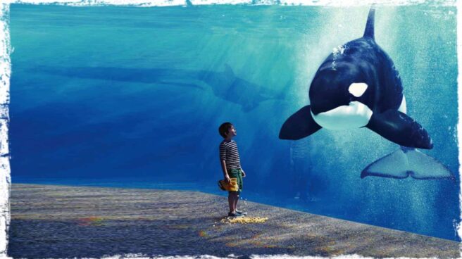 A child is shown standing in front of a large glass screen. The screen separates him from the water behind. A huge Orca can be seen with its nose close to the glass, opposite the child. A second Orca is seen in the background. The child is looking up at the beautiful creature, absently spilling popcorn on the floor.