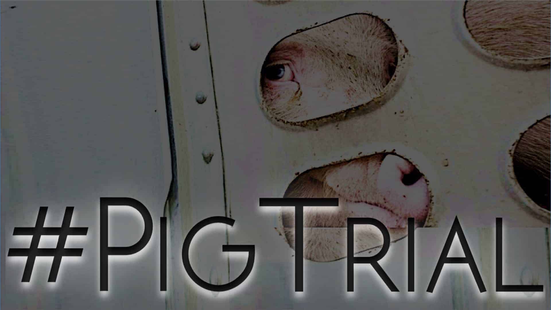 A pig looking out through the small metal holes in the side of a "livestock" truck on the way to slaughter with the text "#PigTrial" below, denoting the trial of activist Anita Krajnc.