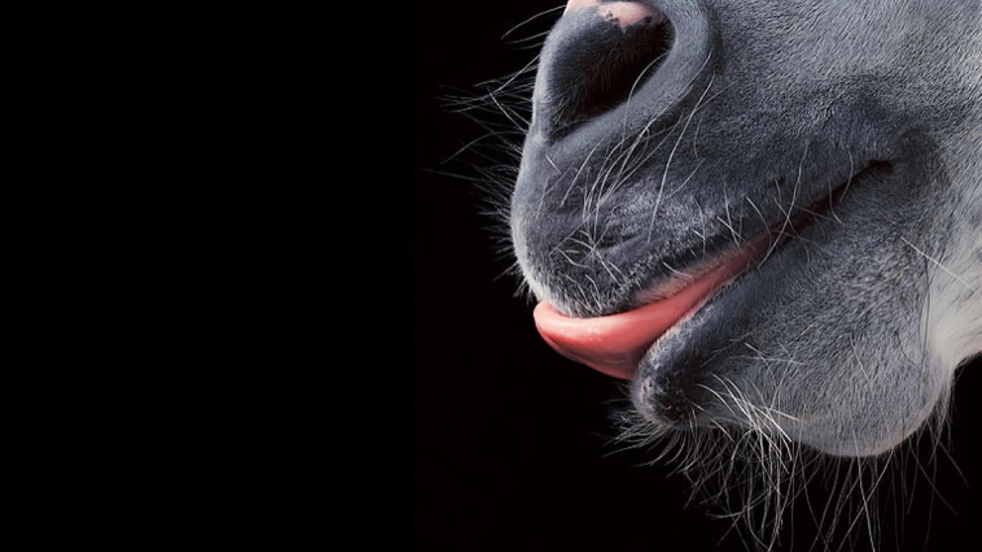 Close up of the snout of a horse licking his lips with a bright pink tongue.