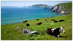 A group of cows scattered across a lush green hillside sloping downwards into a vibrant blue ocean, the visual embodiment of idealized animal agriculture and human practices.