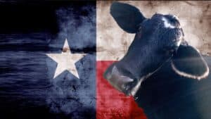 The background is taken up by the flag of Texas. In close up, in the foreground is the head and shoulders of a beautiful black cow. The cow is looking directly into the camera.
