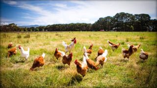 Is Free-Range Really Free? Are Eggs and Dairy Humane?