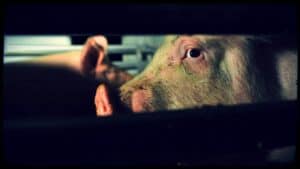 A haunting close-up of the face of a pig is shown through a cattle truck window.