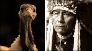 The image is split in two. On the left is a close-up of a turkey from the neck up. On the right is a photograph of a member of the first nation with full headdress.