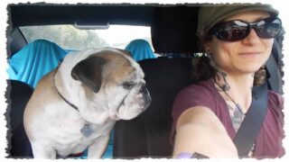 Vegan Road Trip Finale: Stalking Celebrities And Bulldog Homecoming