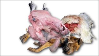 a collage of various dead animals / parts by road kill. or illness incuding fowl, dog, cow etc.