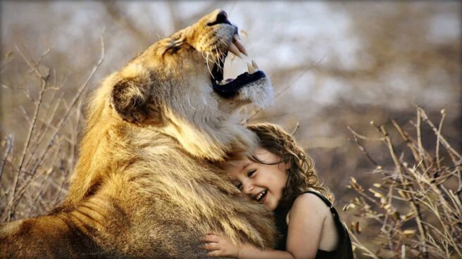 The image shows a lion roaring in the wild as it is apparently hugged by a small child.