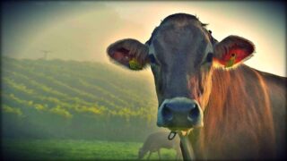 brown cow standing in a green field facing camera
