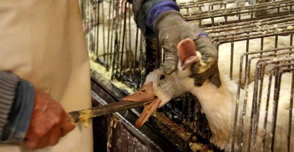 A Foie gras duck has its head pinned to the bars of the cage as a gavage tube is forced into its mouth