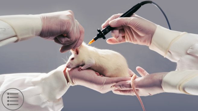 Is Animal Testing Effective & Does It Save Lives?