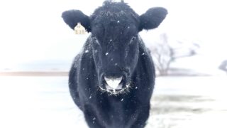 A beautifully striking head-on view a black cow in sharp focus, surrounded by a white landscape of snow, with flecks of snow falling on and around him. This is Rocco, one of the eight cows rescued from a livestock trailer accident.